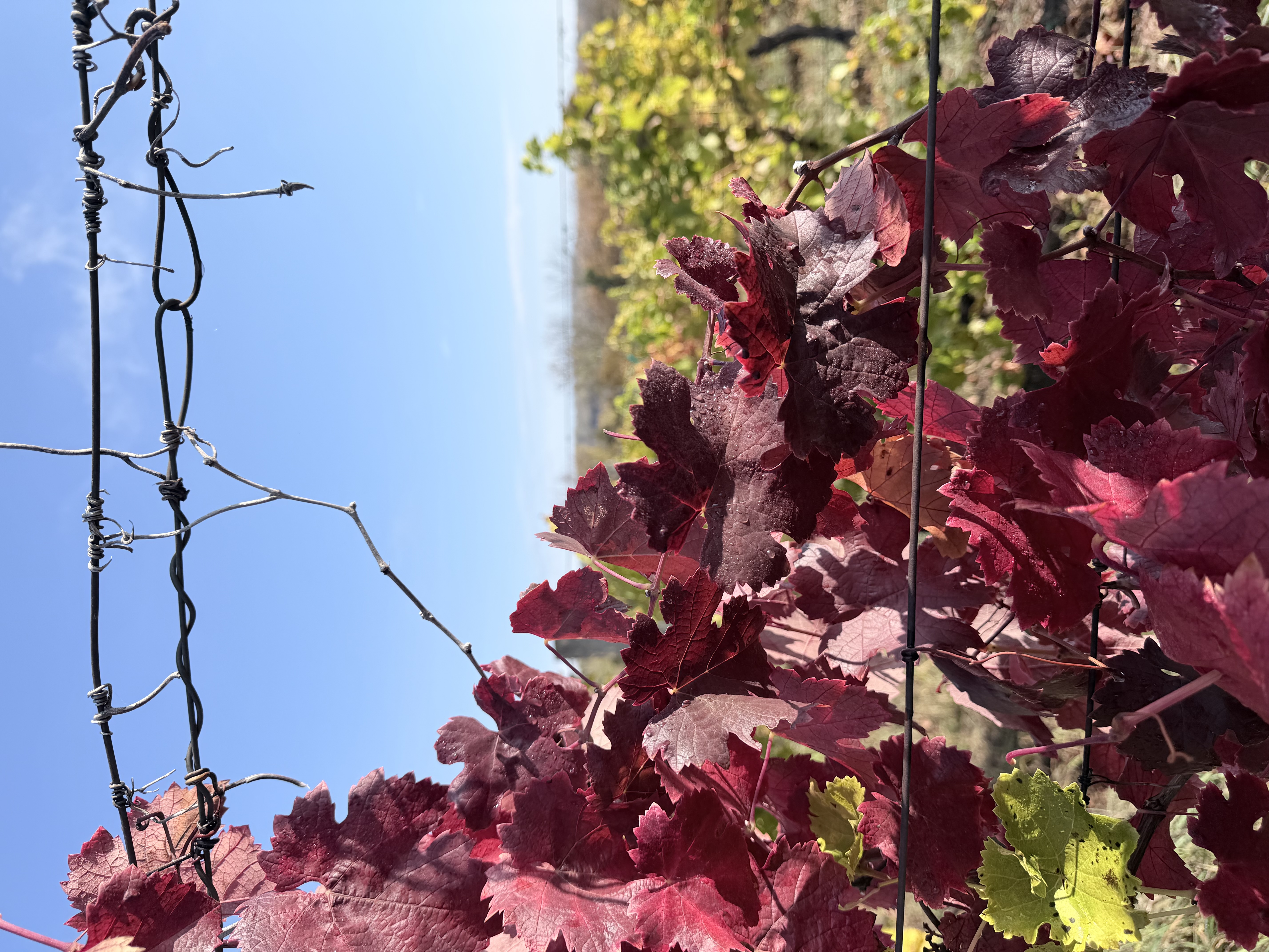 Grape vines
